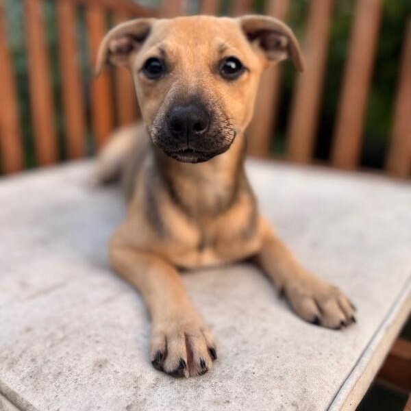 Stella Bella, a Adoptable mixed breed in Rockford, IL image 2/6