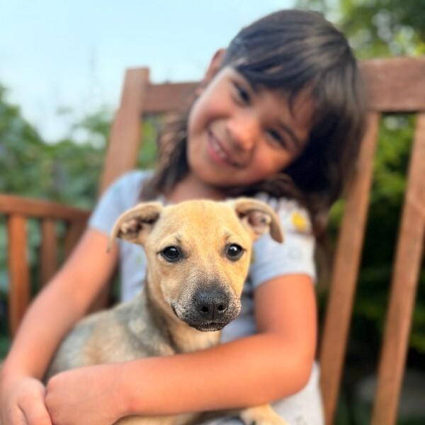 Stella Bella, a Adoptable mixed breed in Rockford, IL image 1/6
