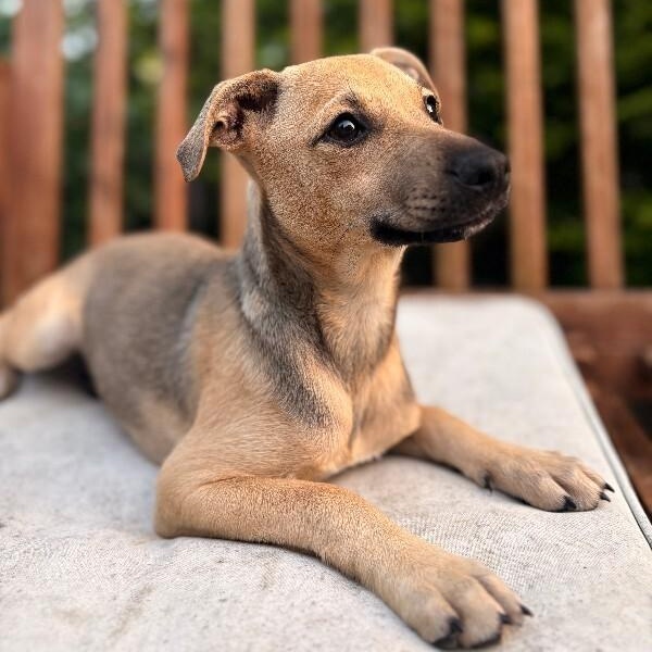 Stella Bella, a Adoptable mixed breed in Rockford, IL image 4/6