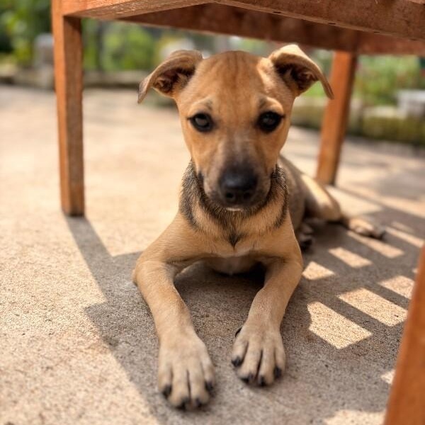 Stella Bella, a Adoptable mixed breed in Rockford, IL image 5/6