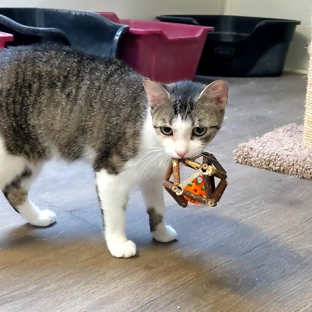 Enlarge Bunny, a Adoptable Domestic Short Hair in Waynesville, NC image 1/2