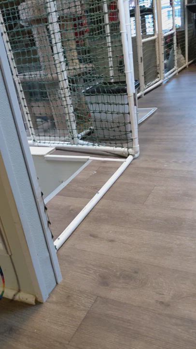 Enlarge Bunny, a Adoptable Domestic Short Hair in Waynesville, NC video 2/2