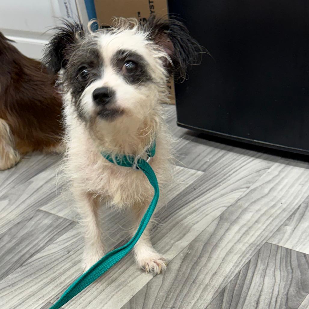 Elena, Adoptable, Adult Female Wirehaired Terrier & Mixed Breed.