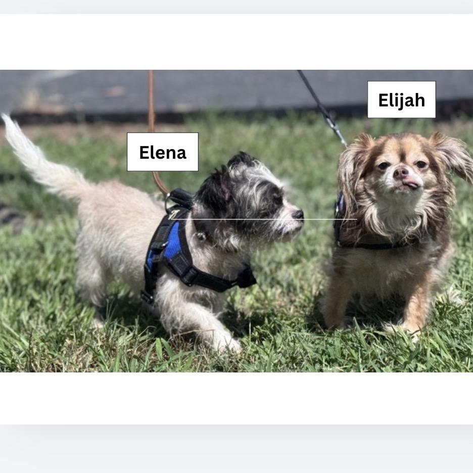 Enlarge Elena, a Adoptable mixed breed in Lake Panasoffkee, FL image 4/6