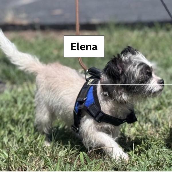 Enlarge Elena, a Adoptable mixed breed in Lake Panasoffkee, FL image 6/6