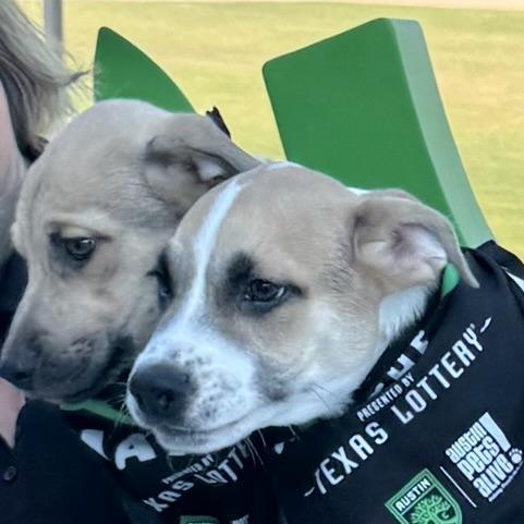 Pickle, Adoptable, Puppy Male Mixed Breed.