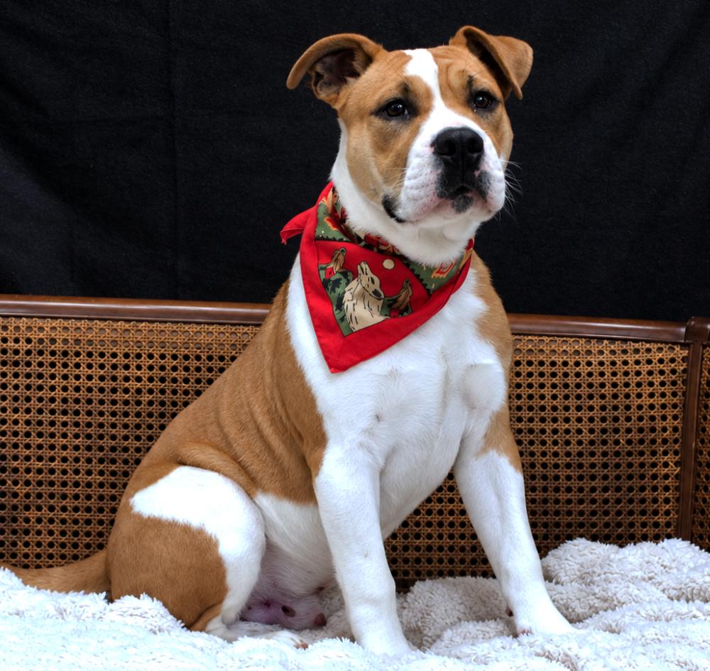 Enlarge Goff, a Adoptable mixed breed in Cheboygan, MI image 6/6