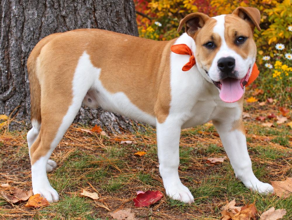 Enlarge Goff, a Adoptable mixed breed in Cheboygan, MI image 3/6