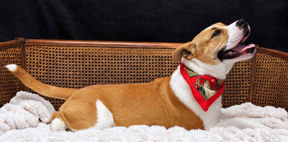Enlarge Goff, a Adoptable mixed breed in Cheboygan, MI image 5/6