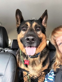 Brick, a Adoptable German Shepherd Dog in Pleasant Grove, CA image 2/6