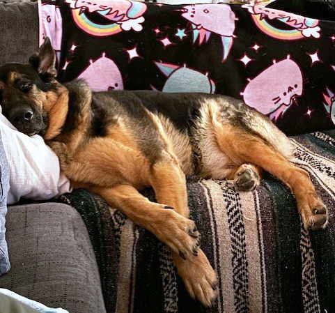 Brick, a Adoptable German Shepherd Dog in Pleasant Grove, CA image 3/6