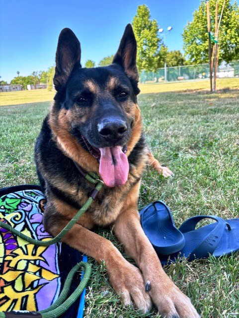 Brick, Adoptable, Adult Male German Shepherd Dog.