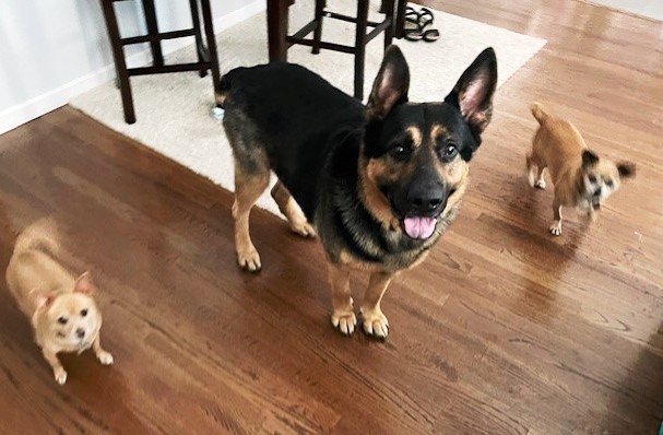 Brick, an adoptable German Shepherd Dog in Pleasant Grove, CA, 95668 | Photo Image 3