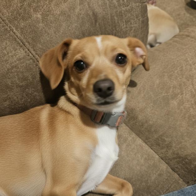 Enlarge Ellie, a Adoptable Chihuahua in Grand Junction, CO image 1/1