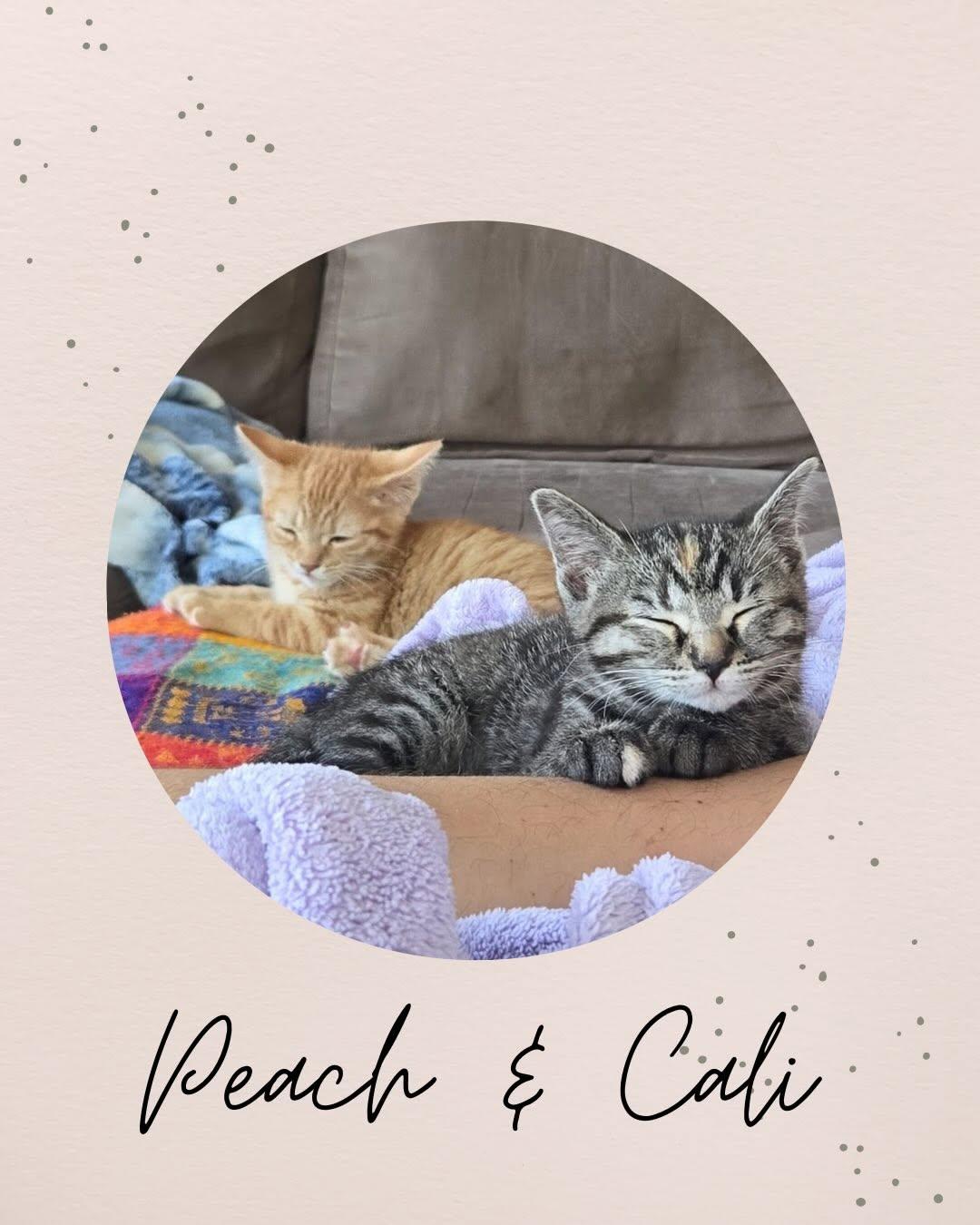 PEACH & CALI, adopted, Kitten Female Domestic Medium Hair.
