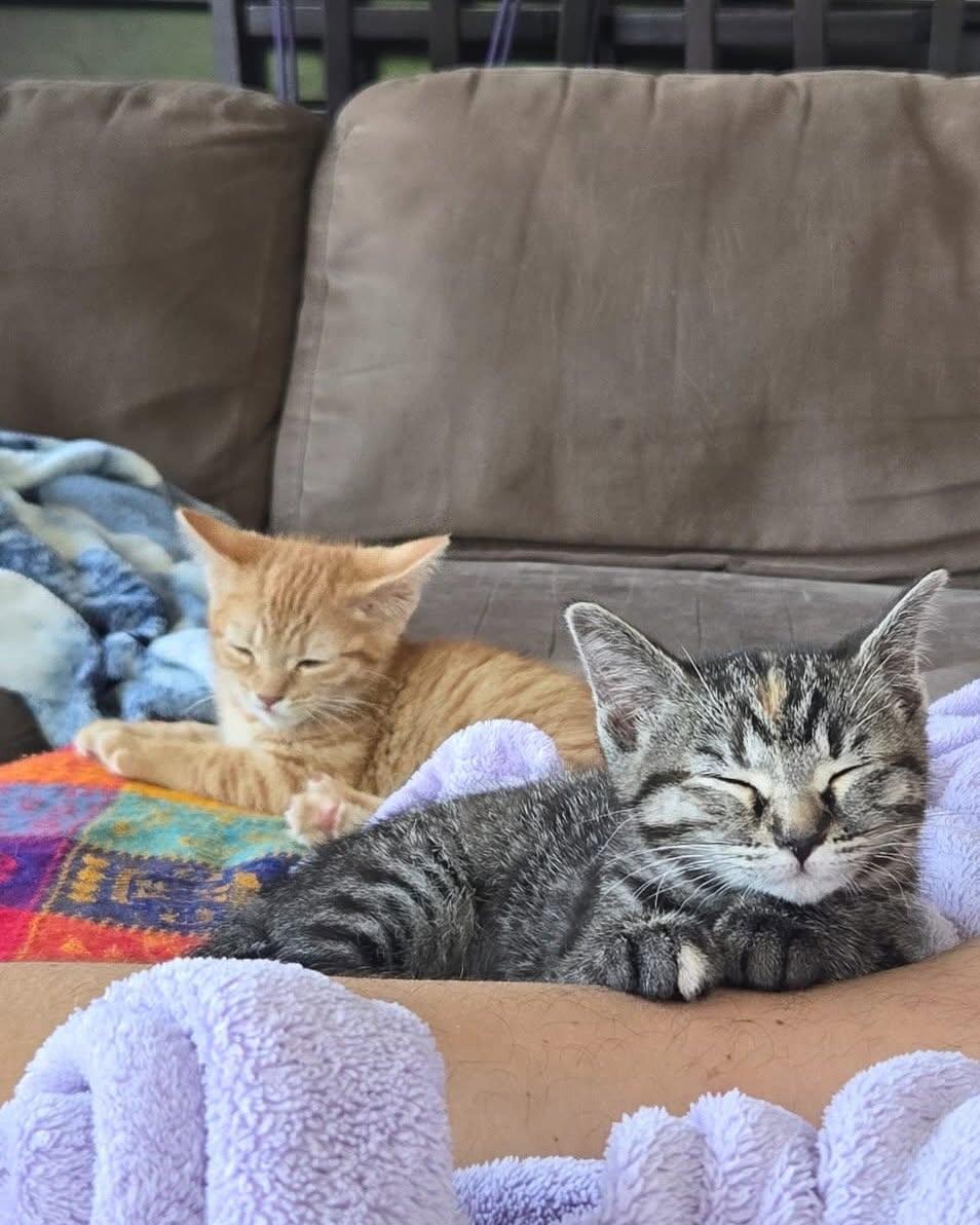 Enlarge PEACH & CALI, an adopted mixed breed in Coquitlam, BC image 4/6