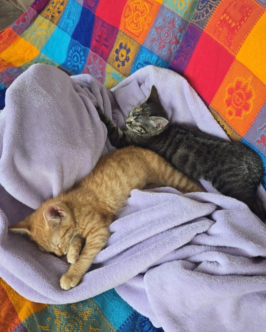 Enlarge PEACH & CALI, an adopted mixed breed in Coquitlam, BC image 3/6