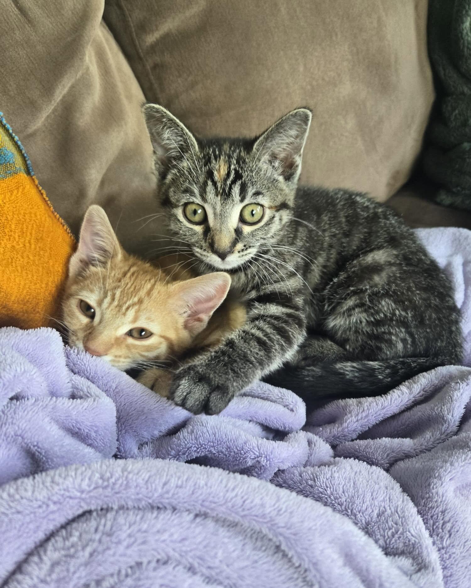 Enlarge PEACH & CALI, an adopted mixed breed in Coquitlam, BC image 2/6