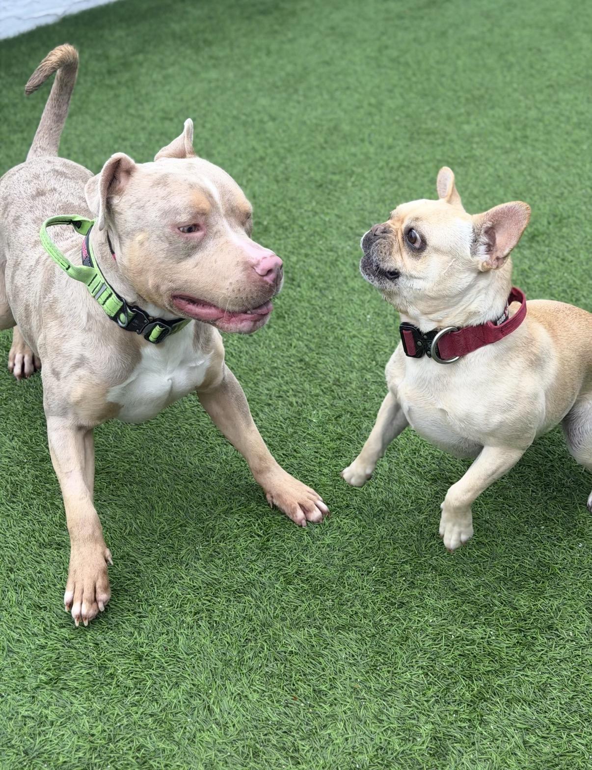 Enlarge Everest, an adopted American Bully in Las Vegas, NV image 2/3