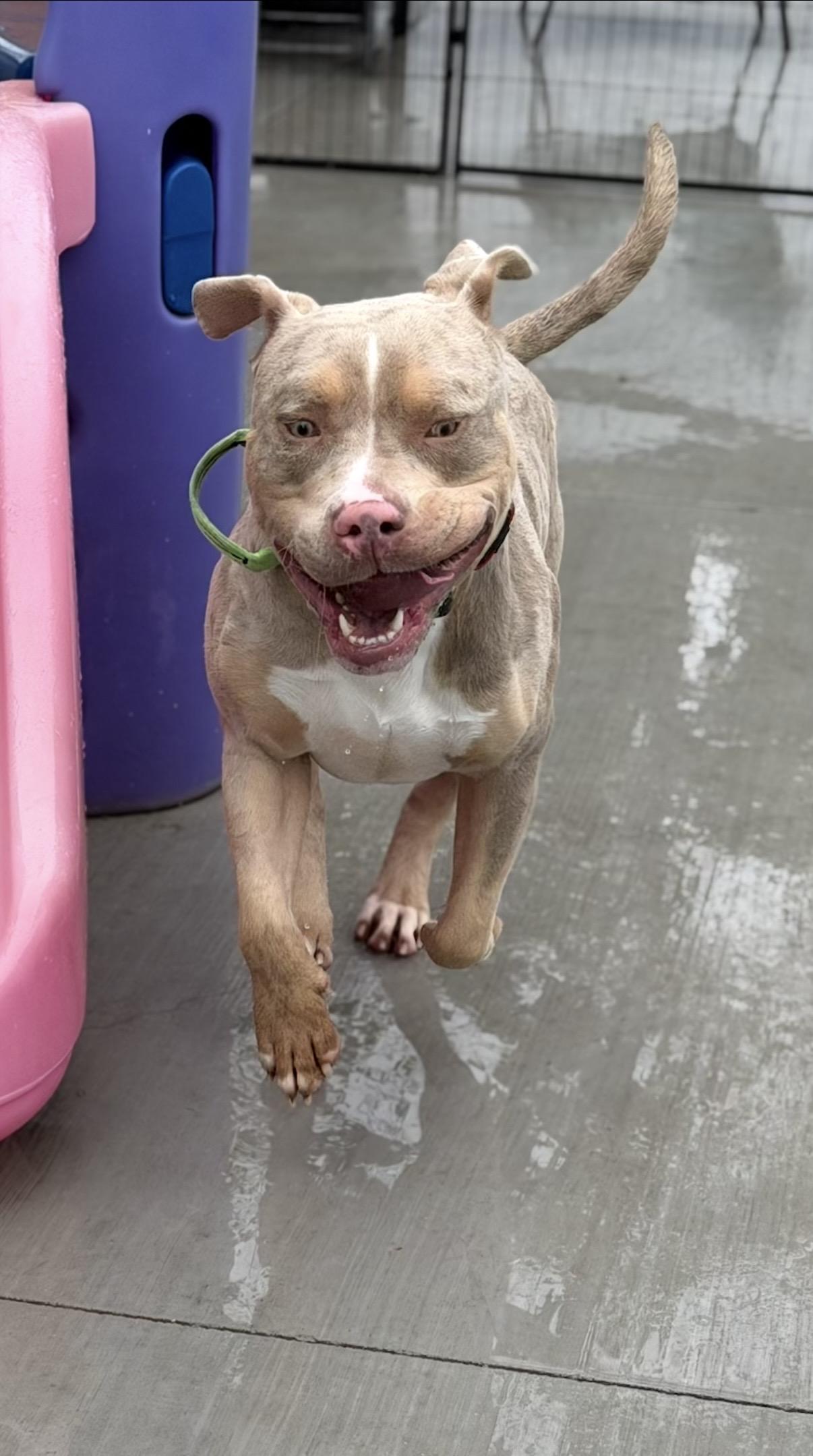 Enlarge Everest, an adopted American Bully in Las Vegas, NV image 3/3