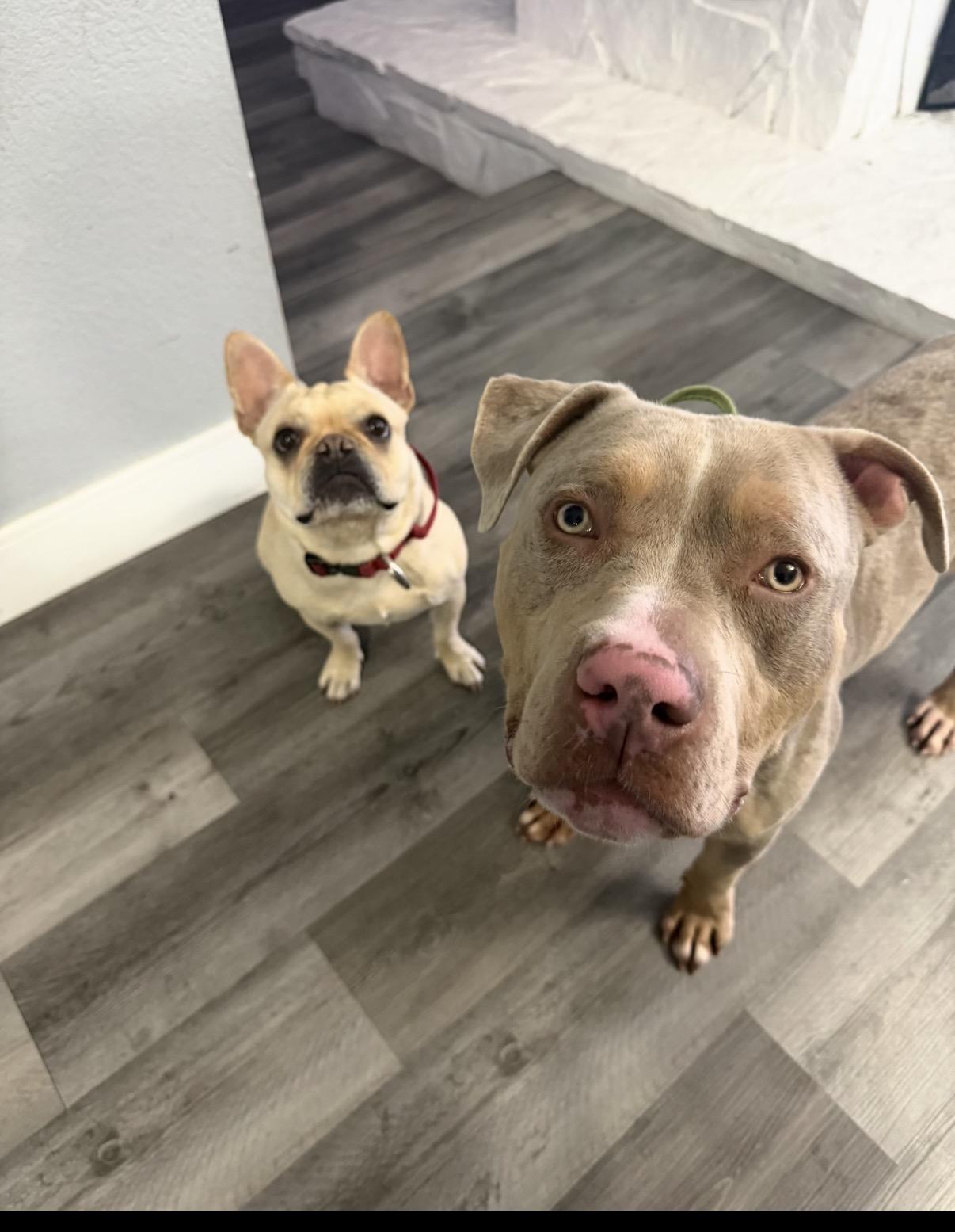 Everest, ADOPTABLE, Young Male American Bully.