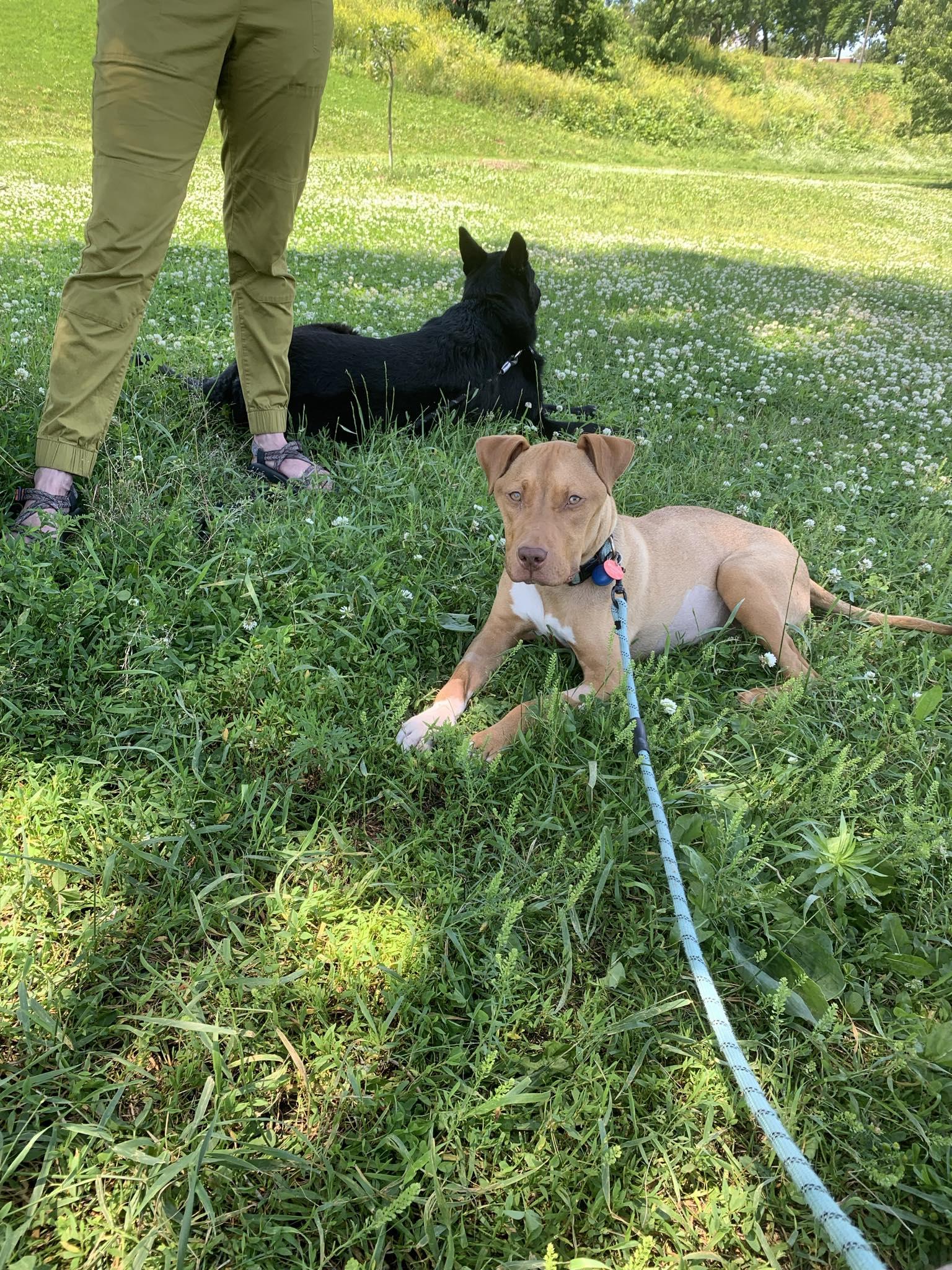 Princessa, a Adoptable mixed breed in Minneapolis, MN image 5/6