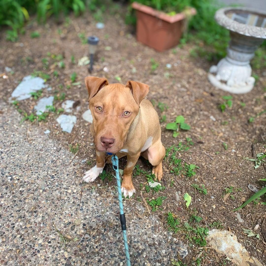 Princessa, a Adoptable mixed breed in Minneapolis, MN image 3/6