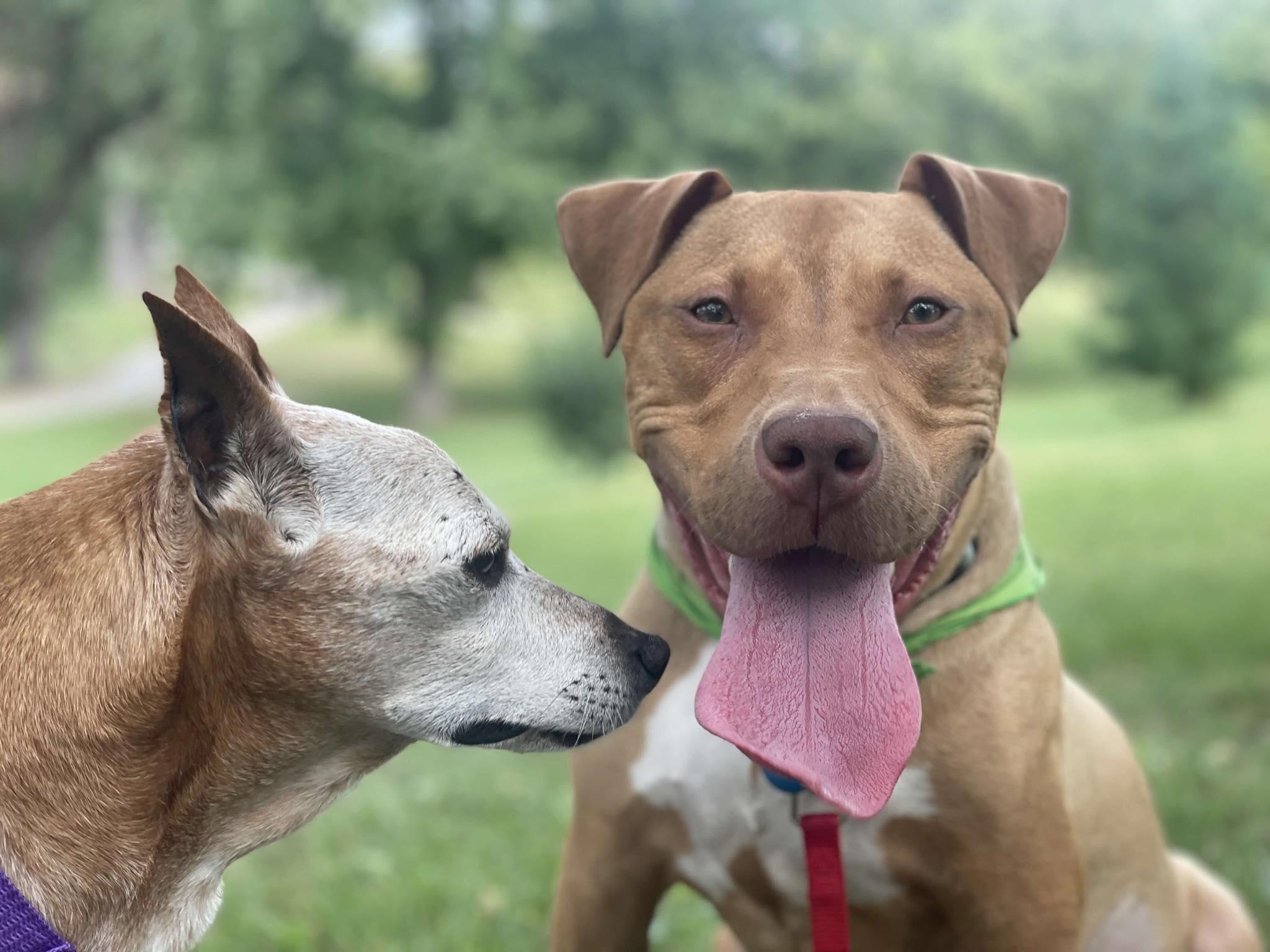 Princessa, a Adoptable mixed breed in Minneapolis, MN image 4/6