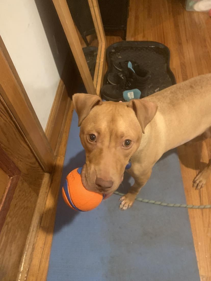 Princessa, Adoptable, Adult Female Pit Bull Terrier.