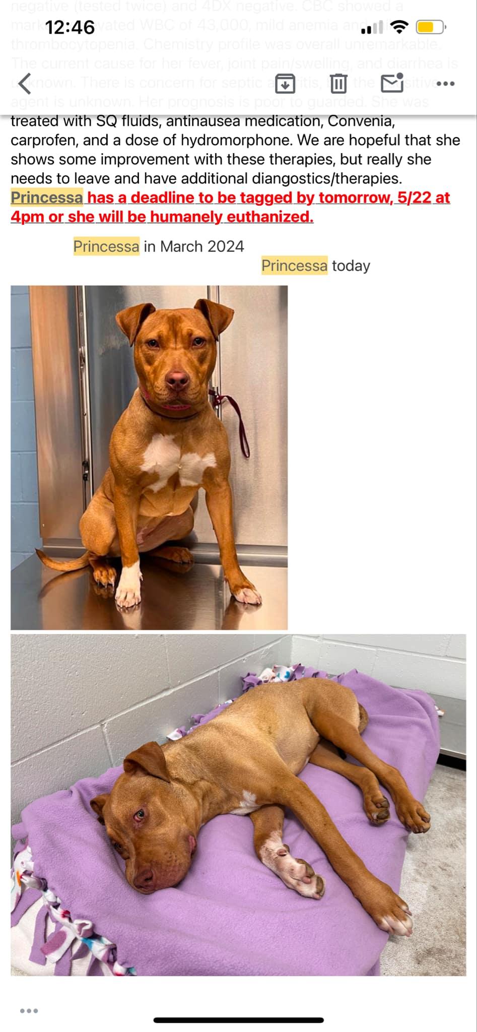 Princessa, a Adoptable mixed breed in Minneapolis, MN image 6/6