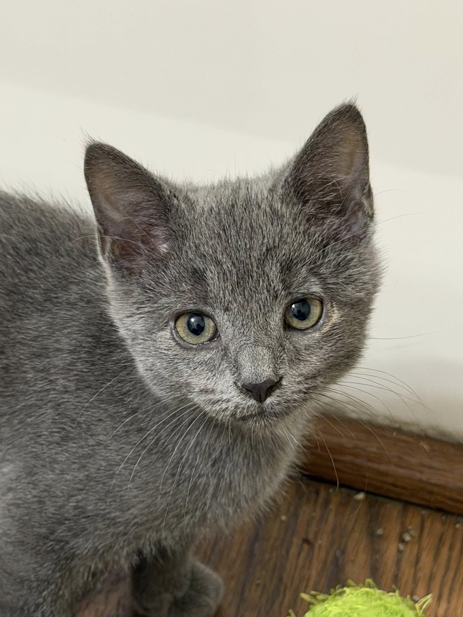 Enlarge Captain Bartholomew Houndstooth of Biscuitton, a ADOPTABLE Domestic Short Hair in Knoxville, TN image 1/1