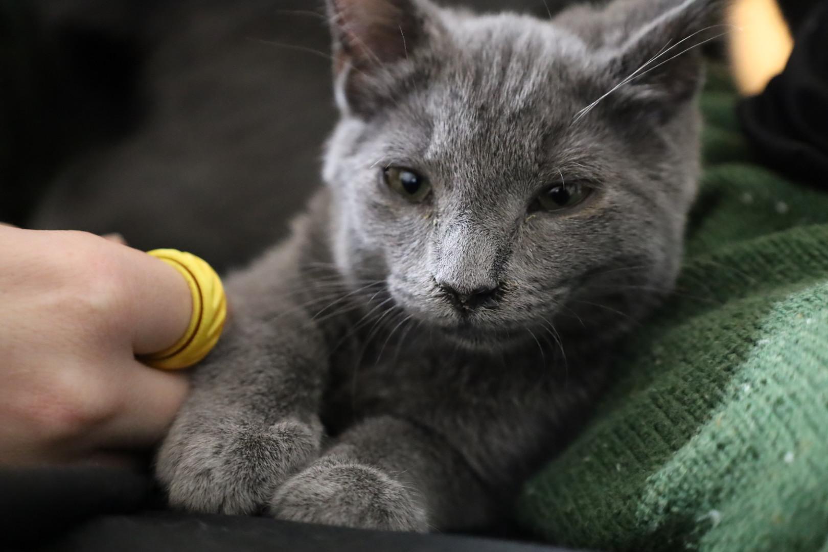 Enlarge Captain Bartholomew Houndstooth of Biscuitton, a ADOPTABLE Domestic Short Hair in Knoxville, TN image 2/6