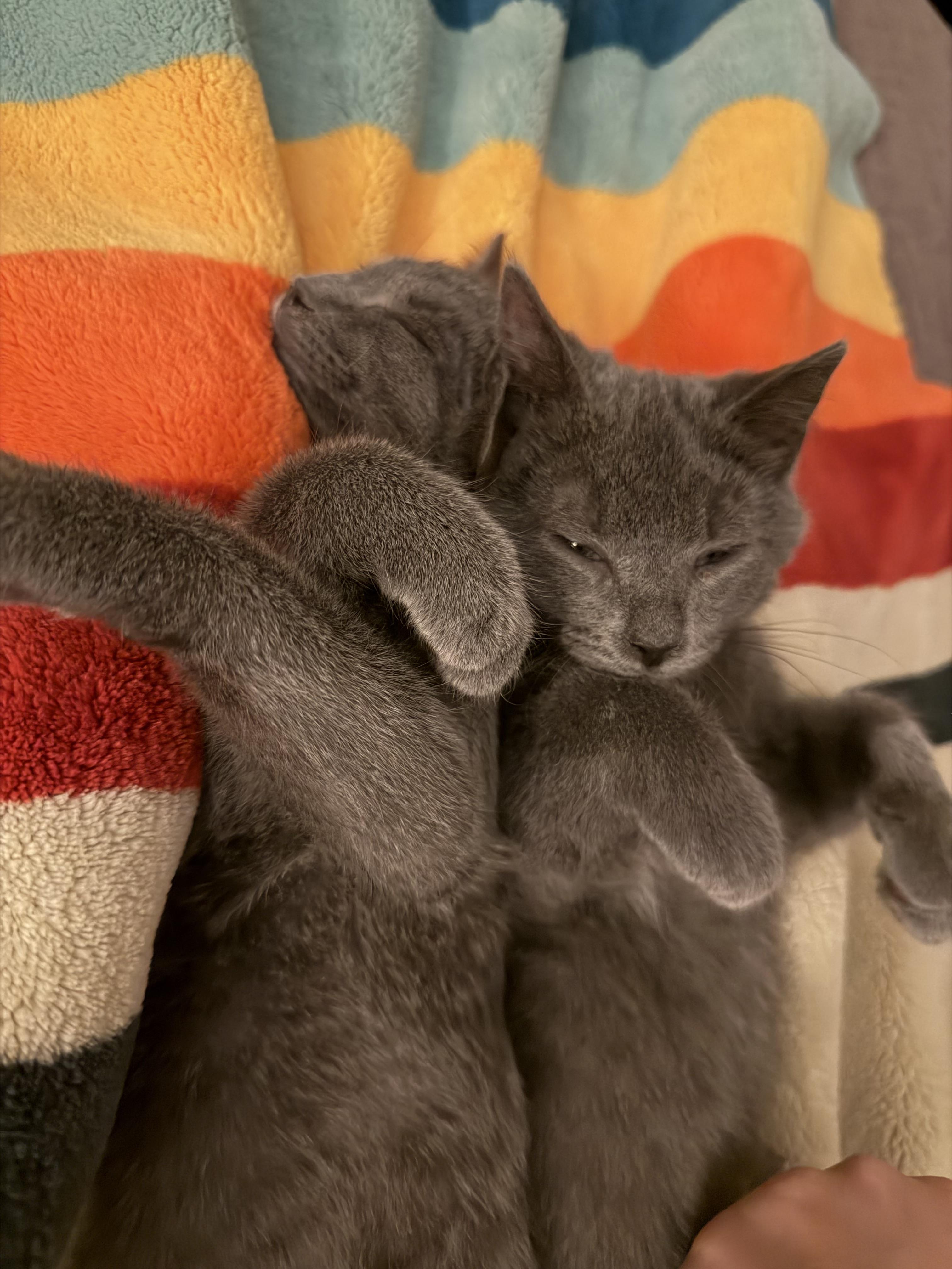 Enlarge Captain Bartholomew Houndstooth of Biscuitton, a ADOPTABLE Domestic Short Hair in Knoxville, TN image 3/6