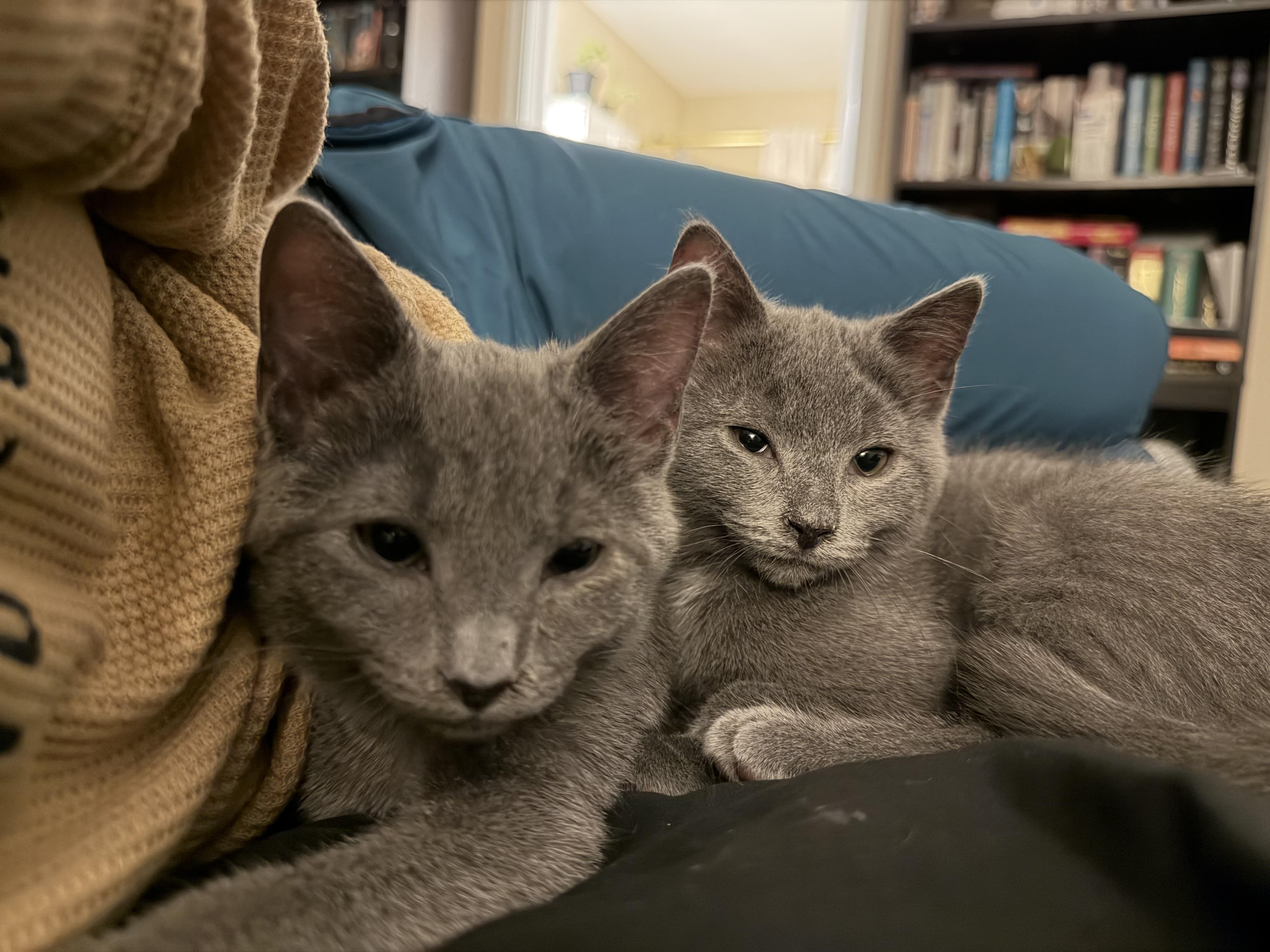 Enlarge Captain Bartholomew Houndstooth of Biscuitton, a ADOPTABLE Domestic Short Hair in Knoxville, TN image 5/6