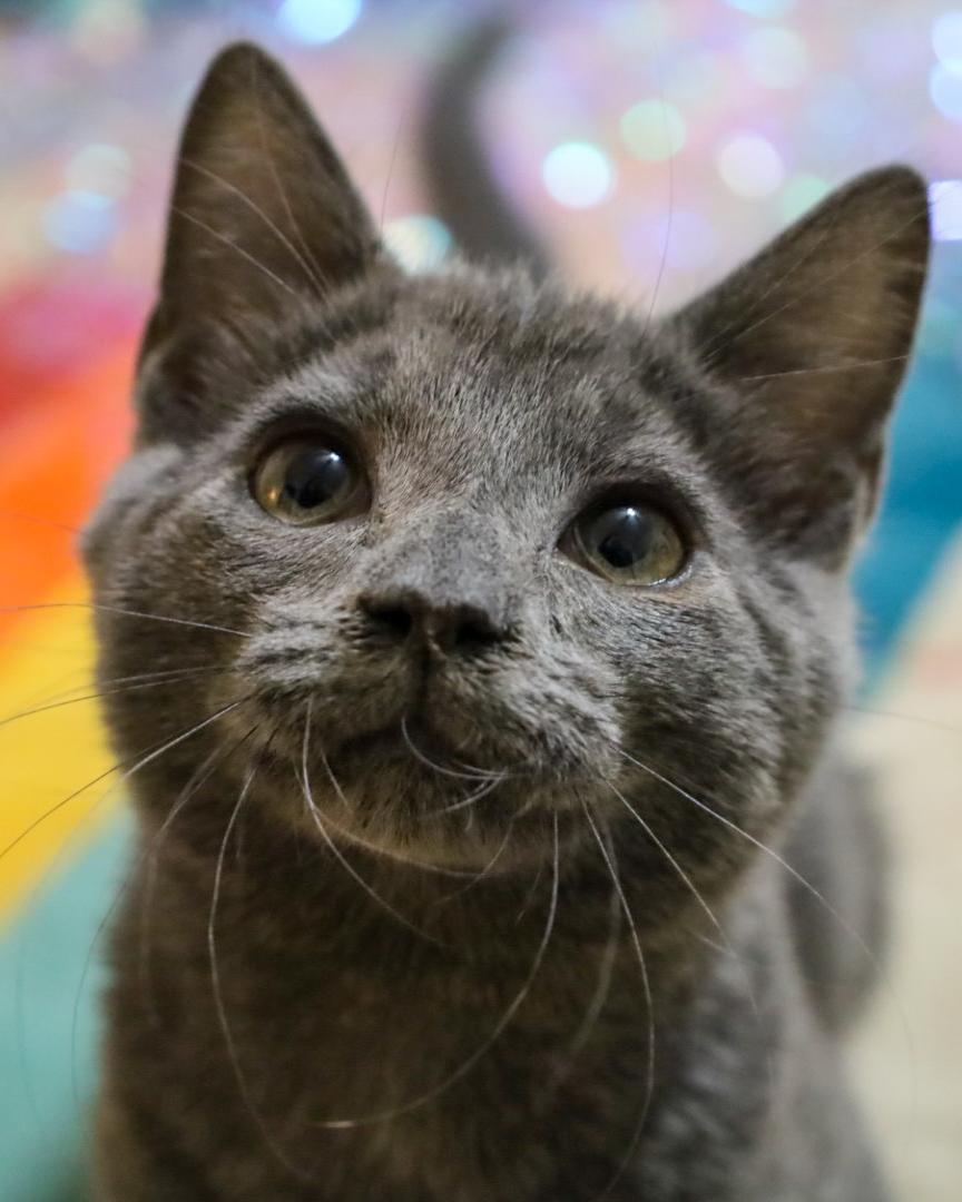Enlarge Captain Bartholomew Houndstooth of Biscuitton, a ADOPTABLE Domestic Short Hair in Knoxville, TN image 1/6