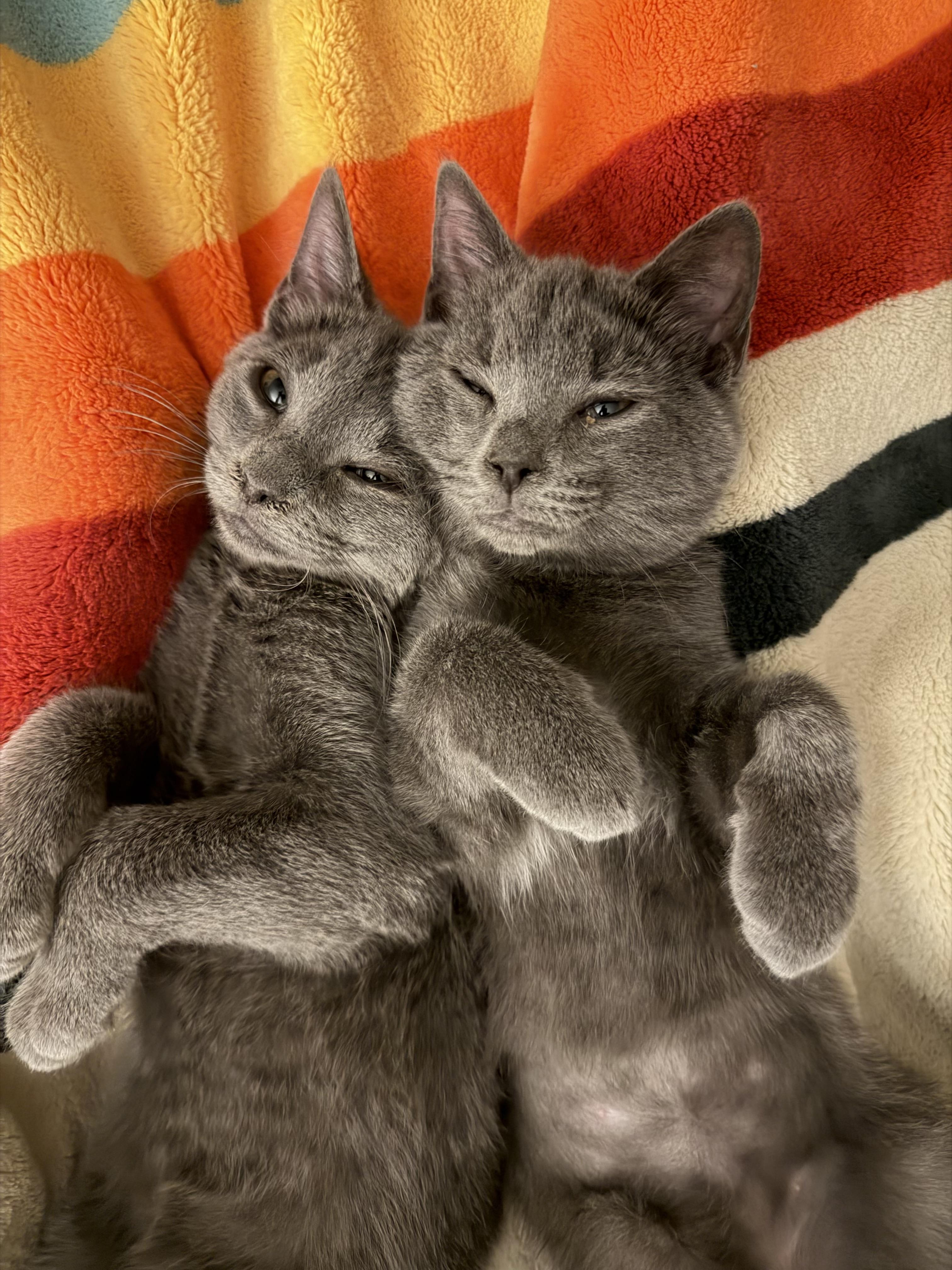 Enlarge Captain Bartholomew Houndstooth of Biscuitton, a ADOPTABLE Domestic Short Hair in Knoxville, TN image 4/6