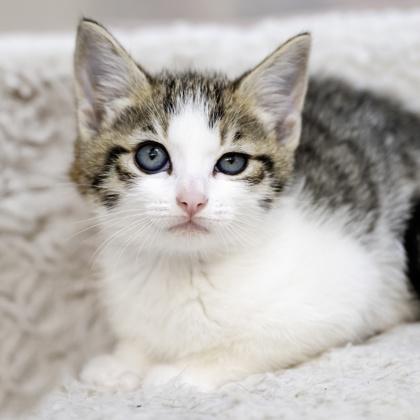 Yacht, Adoptable, Kitten Female Domestic Short Hair & Domestic Short Hair.