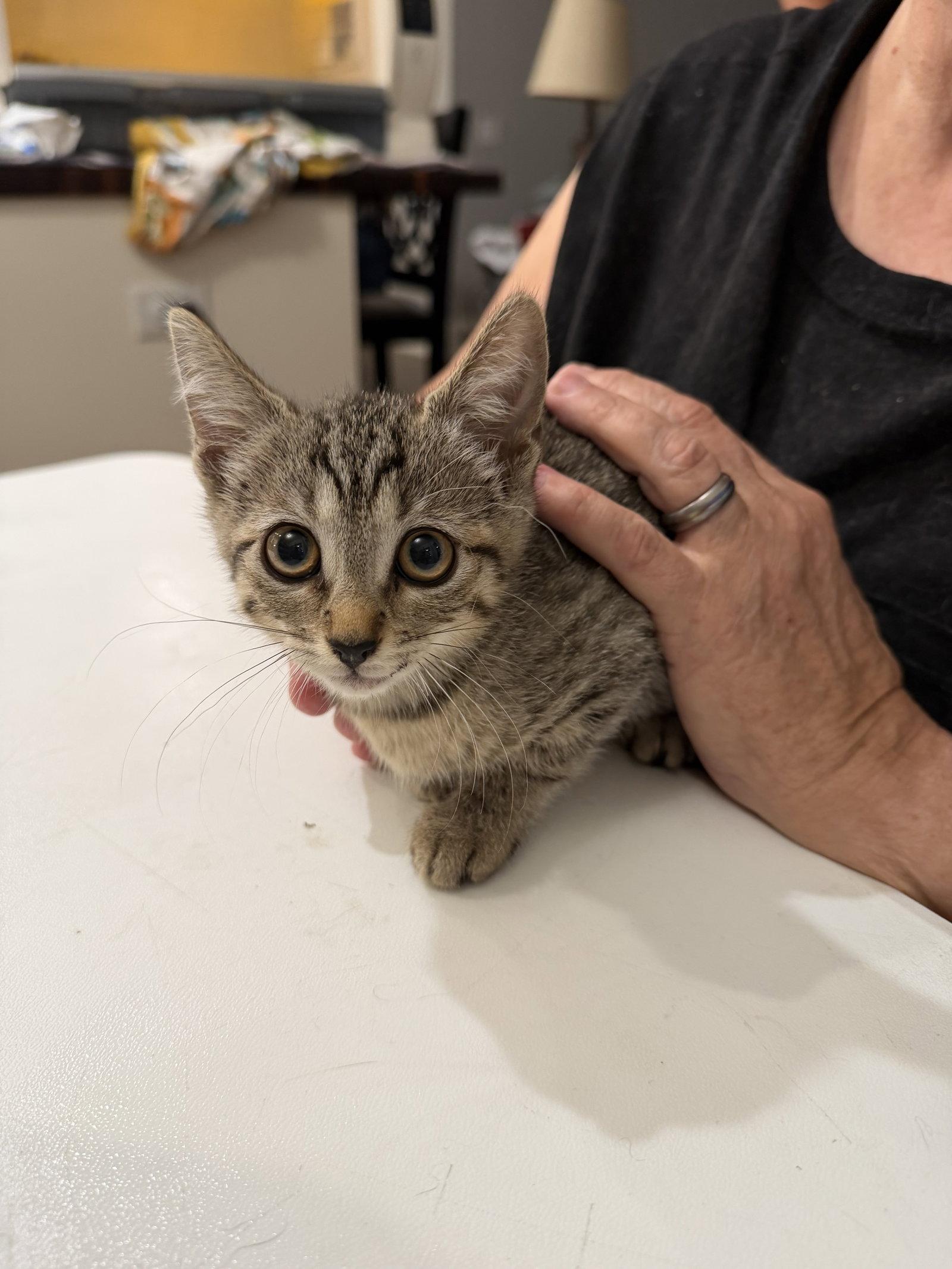 Tater Tot, Adopted, Young Female Domestic Short Hair.