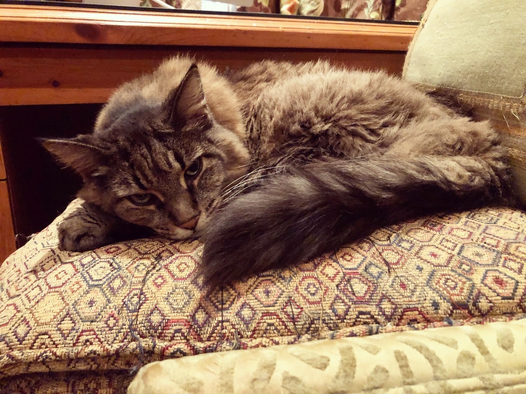 Enlarge Hamish, a Adopted Domestic Long Hair in Brantford, ON image 1/12