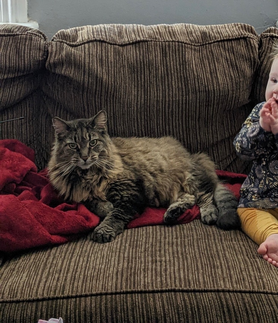 Enlarge Hamish, a Adopted Domestic Long Hair in Brantford, ON image 2/12