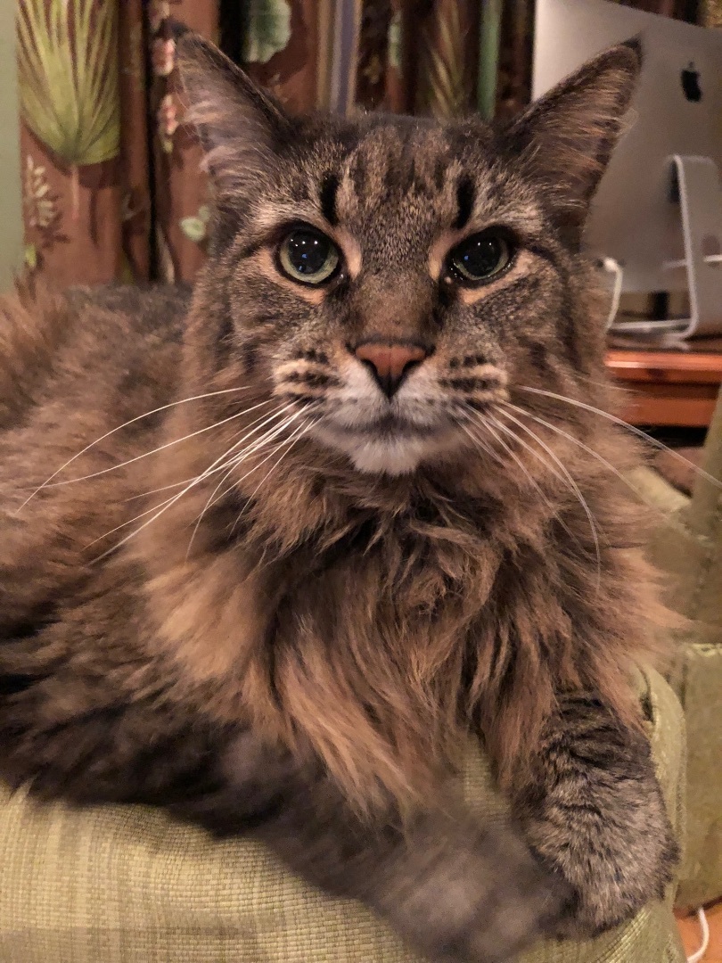 Enlarge Hamish, a Adopted Domestic Long Hair in Brantford, ON image 3/12