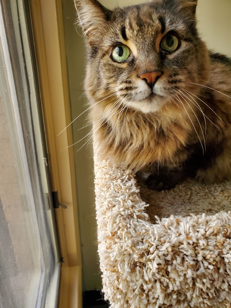 Enlarge Hamish, a Adopted Domestic Long Hair in Brantford, ON image 4/12