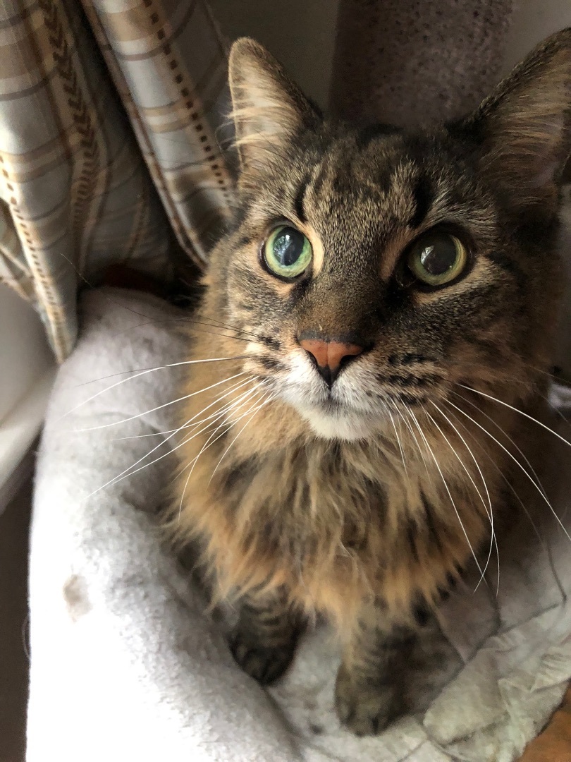 Enlarge Hamish, a Adopted Domestic Long Hair in Brantford, ON image 5/12