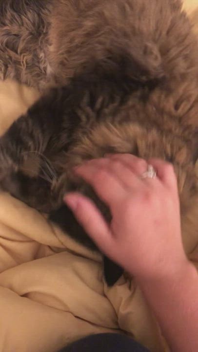 Enlarge Hamish, a Adopted Domestic Long Hair in Brantford, ON video 12/12