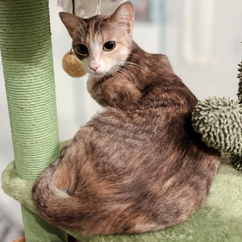 Enlarge Beatrix, a Adoptable mixed breed in Brandon, FL image 3/6