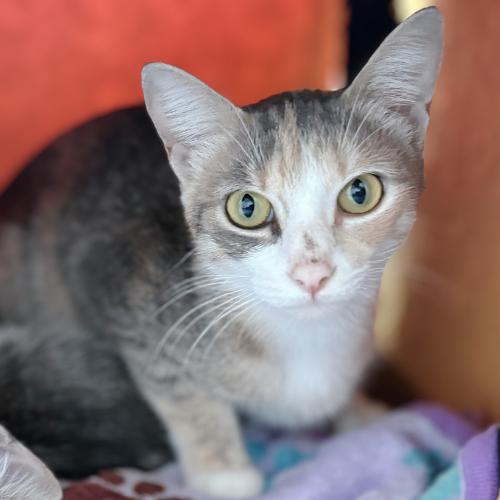 Enlarge Beatrix, a Adoptable mixed breed in Brandon, FL image 5/6