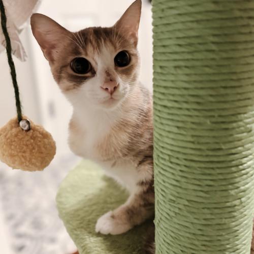 Enlarge Beatrix, a Adoptable mixed breed in Brandon, FL image 6/6