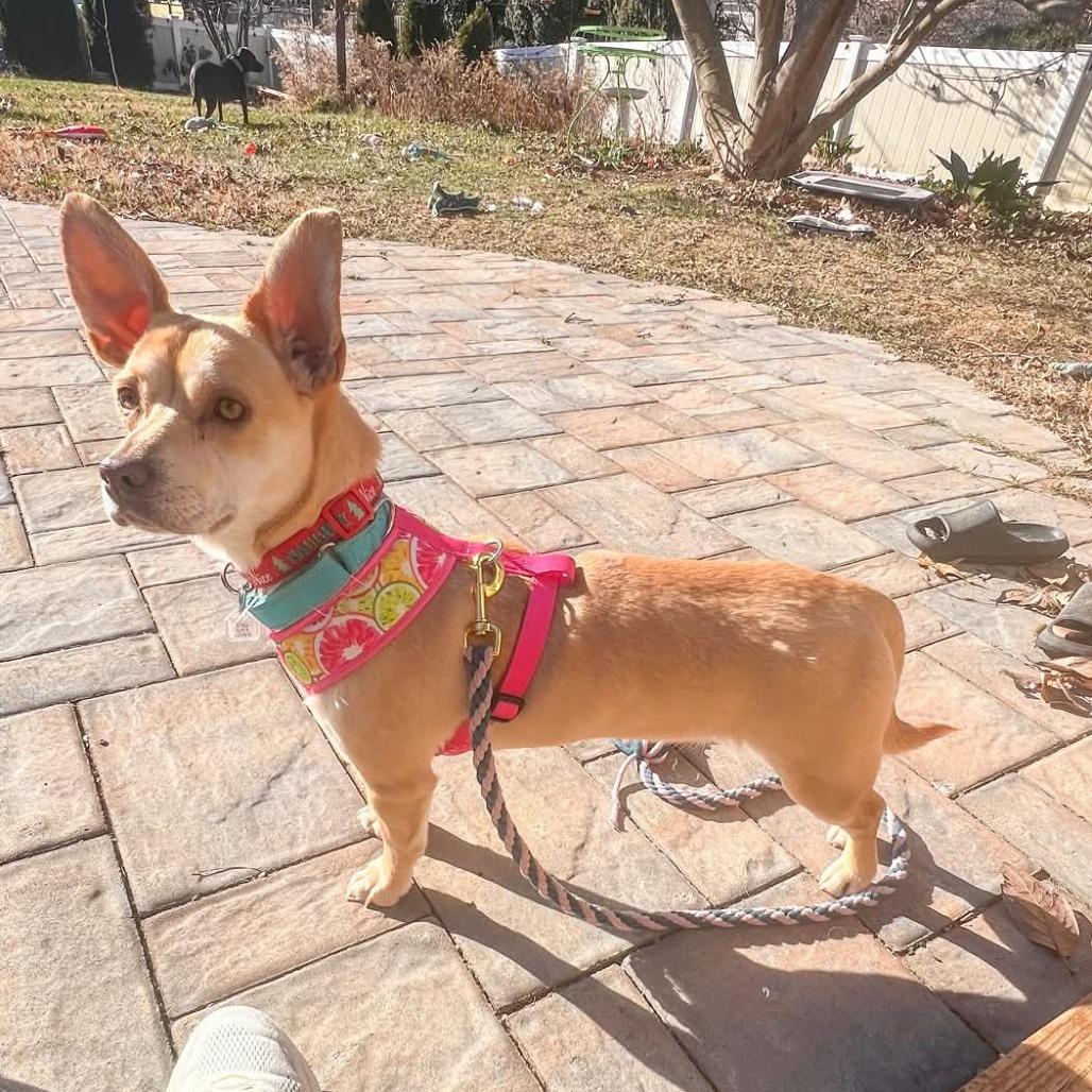 Betty Lou thumbnail 2