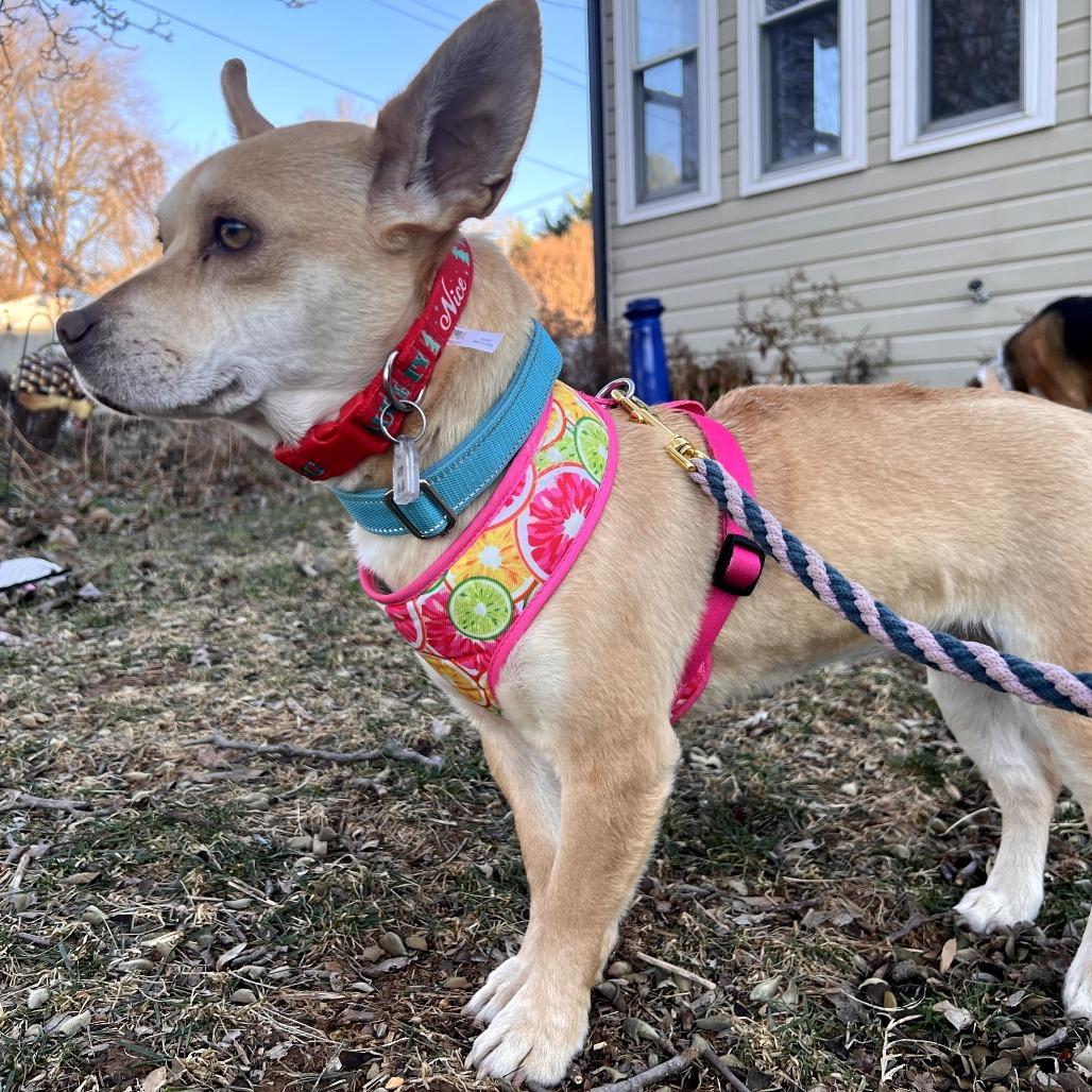 Betty Lou thumbnail 5