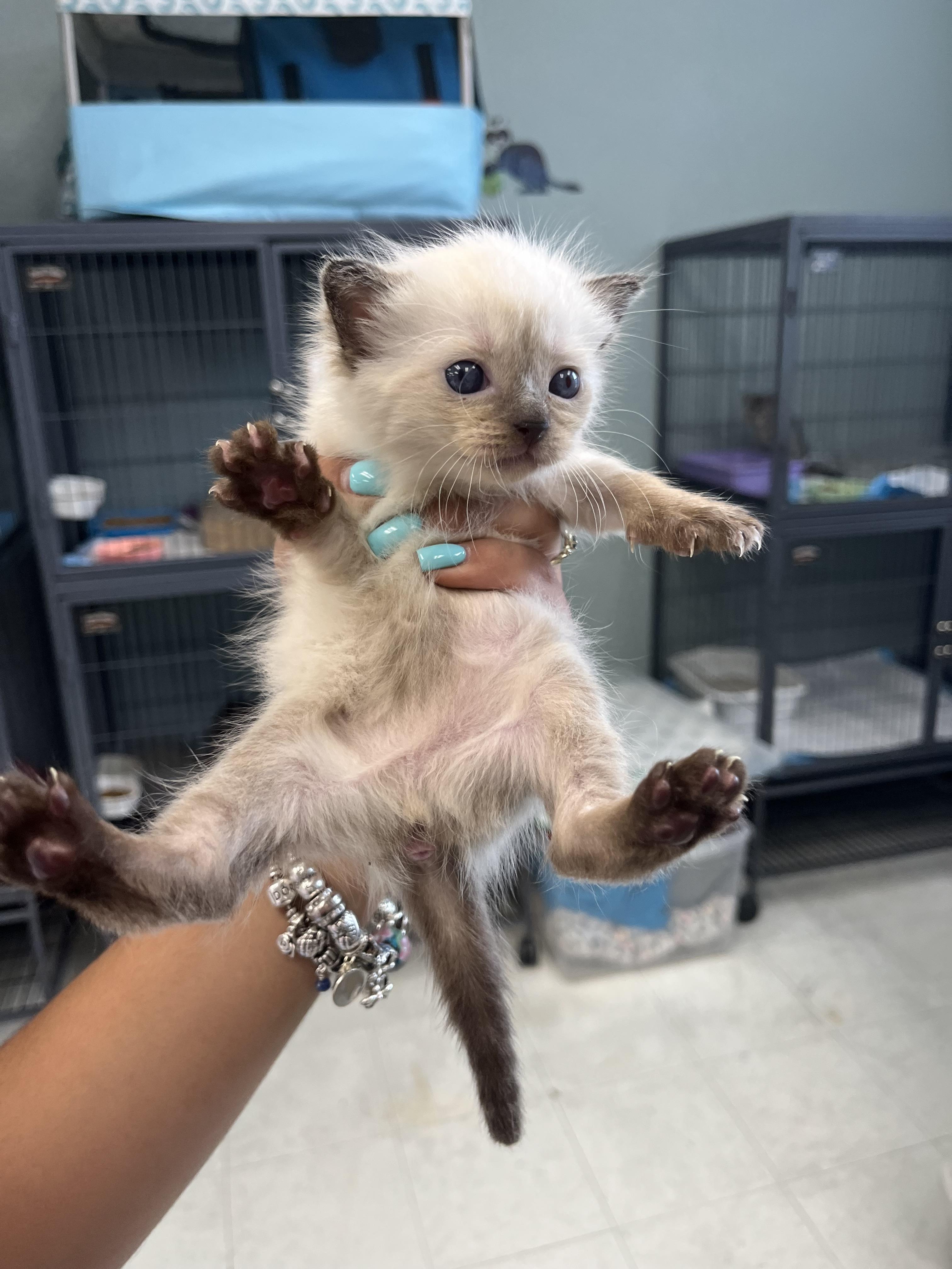 SUGAR Siamese Cat